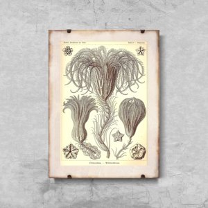 Plakat w stylu vintage Crinoidea Ernst Haeckel