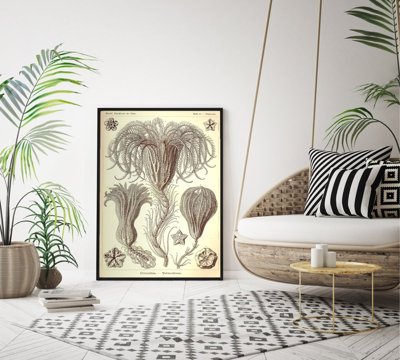 Plakat w stylu vintage Crinoidea Ernst Haeckel