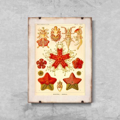 Plakat w stylu retro Asteridea Ernst Haeckel