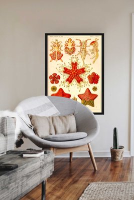 Plakat w stylu retro Asteridea Ernst Haeckel