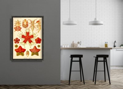 Plakat w stylu retro Asteridea Ernst Haeckel