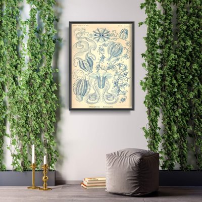 Plakat retro do salonu Ctnenophorae Ernst Haeckel