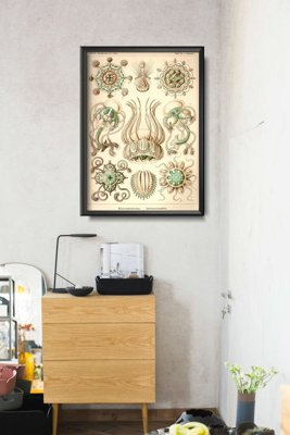 Plakat vintage do salonu Narcmedusae Ernst Haeckel