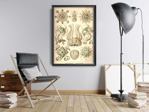 Plakat vintage do salonu Narcmedusae Ernst Haeckel