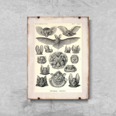 Plakatyw stylu retro Nietoperze Ernst Haeckel