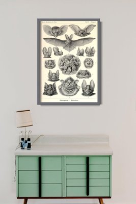 Plakatyw stylu retro Nietoperze Ernst Haeckel