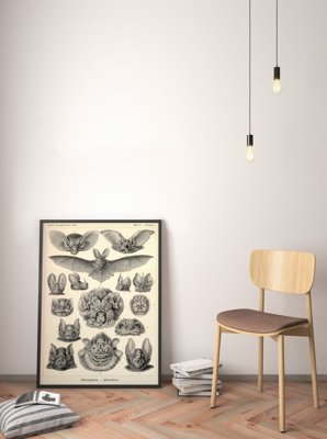 Plakatyw stylu retro Nietoperze Ernst Haeckel