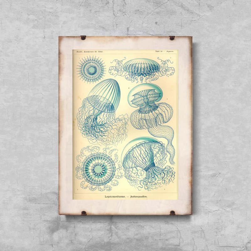 Plakat na ścianę Meduza Ernst Haeckel