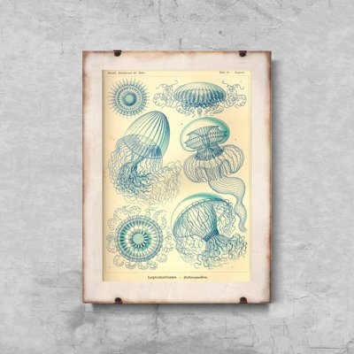 Plakat na ścianę Meduza Ernst Haeckel