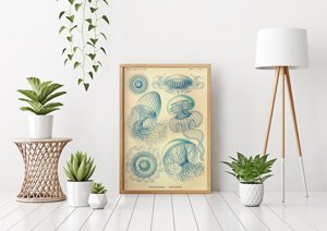 Plakat na ścianę Meduza Ernst Haeckel