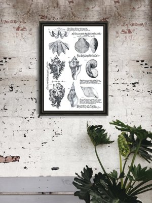 Plakat do pokoju Plakat muszli