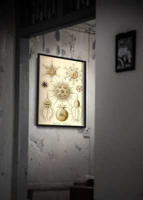 Plakat retro Phaeodaria Ernst Haeckel