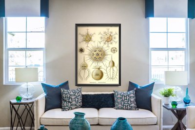 Plakat retro Phaeodaria Ernst Haeckel