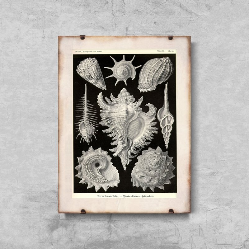 Plakat vintage Muszle Ernst Haeckel