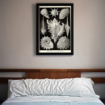 Plakat vintage Muszle Ernst Haeckel