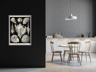 Plakat vintage Muszle Ernst Haeckel