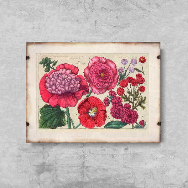 Plakat retro Reprodukcja grafiki różowego kwiatu