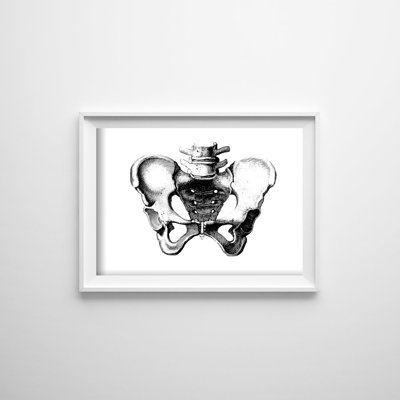 Plakat vintage do salonu Anatomiczne odciski miednicy