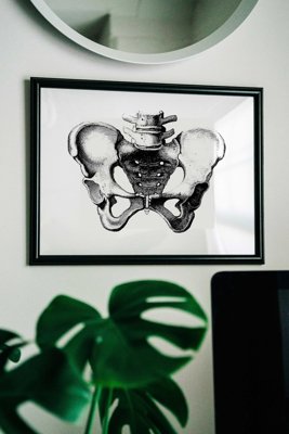 Plakat vintage do salonu Anatomiczne odciski miednicy