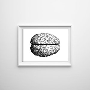 Plakat do pokoju Anatomiczny mózg