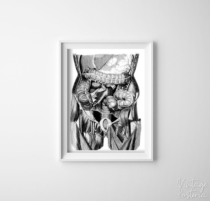 Plakat do pokoju Ilustracja narządów