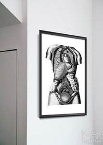 Plakat w stylu vintage Anatomiczne odbitki narządów