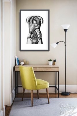 Plakat w stylu vintage Anatomiczne odbitki narządów