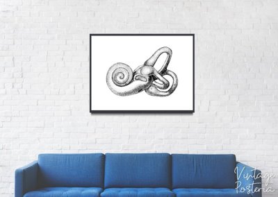 Plakatyw stylu retro Wydruk anatomii