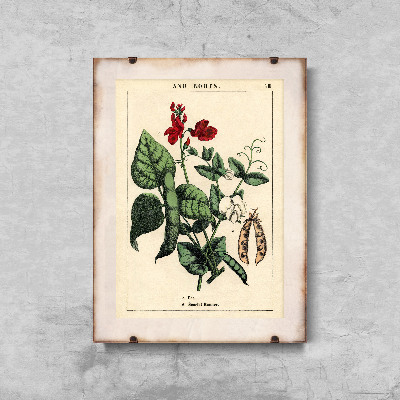 Plakat na ścianę Roślina grochu