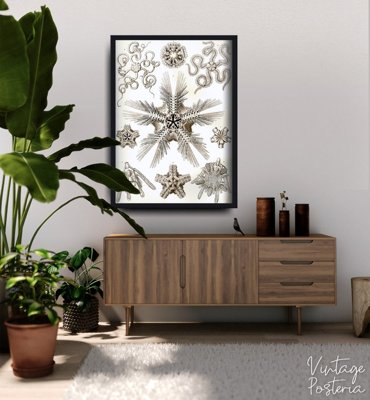 Plakat vintage Ophiodea Ernst Haeckel