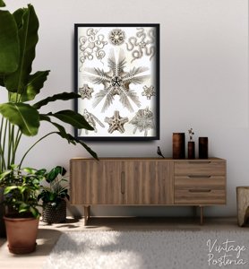 Plakat vintage Ophiodea Ernst Haeckel