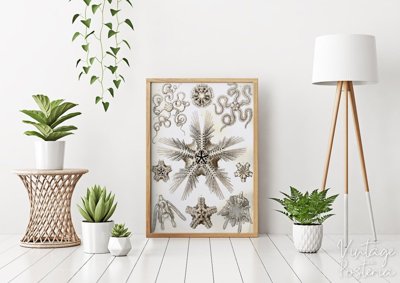 Plakat vintage Ophiodea Ernst Haeckel
