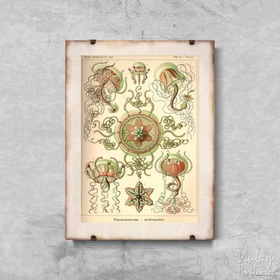 Retro plakat Meduza Ernst Haeckel
