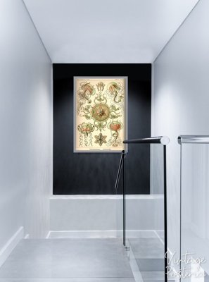 Retro plakat Meduza Ernst Haeckel
