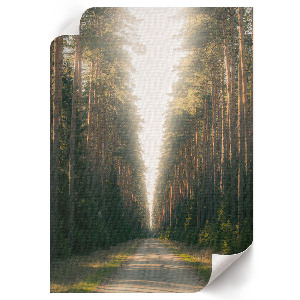Dekoracyjny plakat ścienny Leśna droga