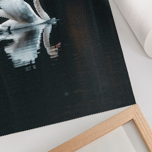 Plakat na płótnie Łabędź w wodzie