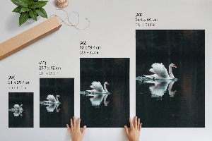 Plakat na płótnie Łabędź w wodzie