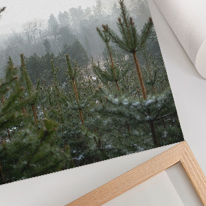 Wydruk na płótnie Zielone iglaki