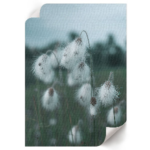 Grafika na ścianę Kłosy traw