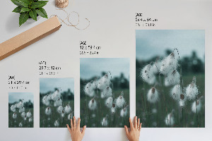 Grafika na ścianę Kłosy traw