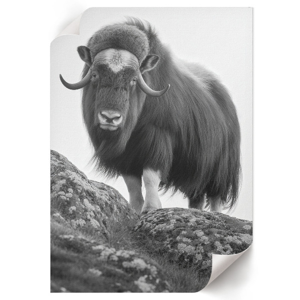 Grafika na ścianę Bawół na wzgórzu