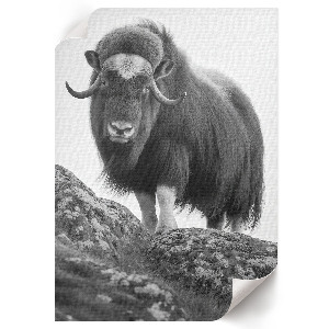 Grafika na ścianę Bawół na wzgórzu