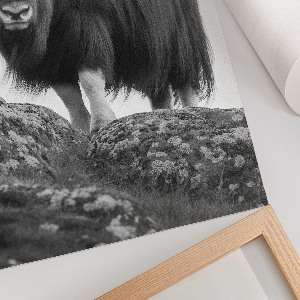 Grafika na ścianę Bawół na wzgórzu