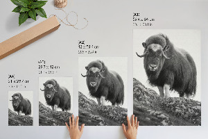 Grafika na ścianę Bawół na wzgórzu