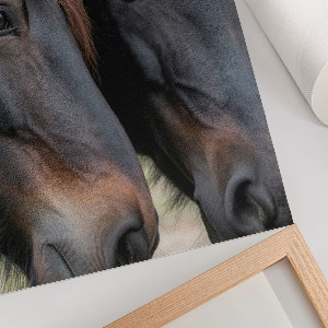 Wydruk na płótnie Dwa konie