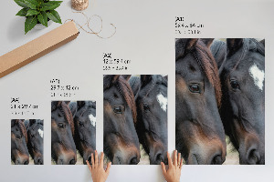 Wydruk na płótnie Dwa konie