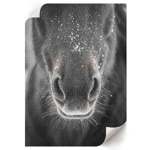 Plakat premium Koń i śnieg