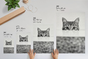 Grafika na ścianę Koci portret