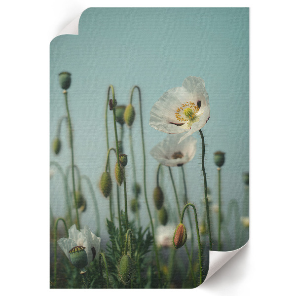 Grafika na ścianę Białe maki