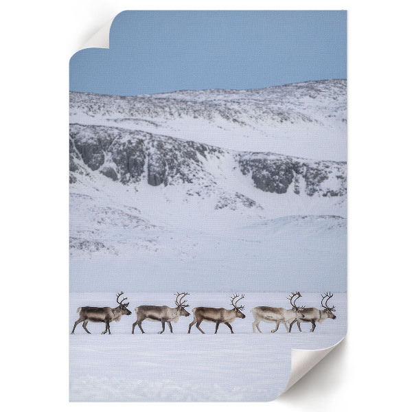 Wydruk na płótnie Renifery w górach